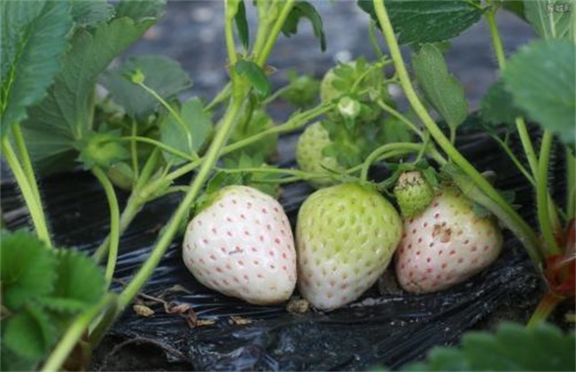 菠萝莓和白草莓区别