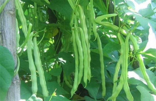 春天 适合 种什么蔬菜