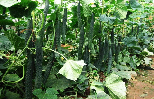 春天 适合 种什么蔬菜