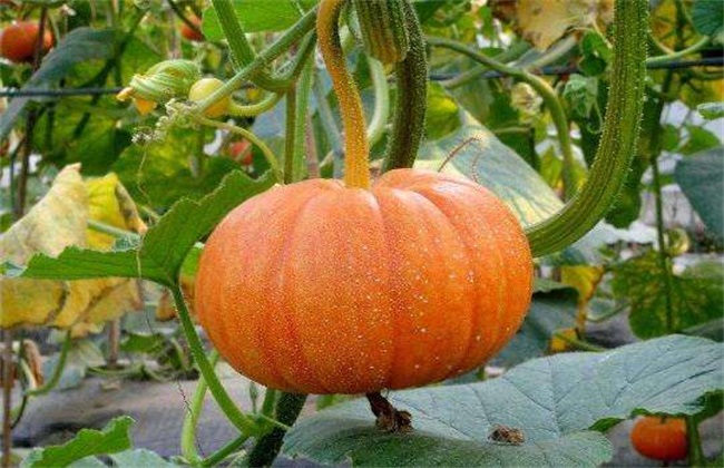 春天 适合 种什么蔬菜