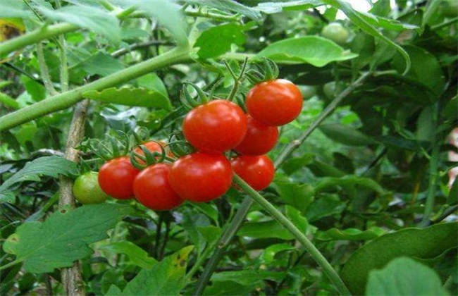 春天 适合 种什么蔬菜