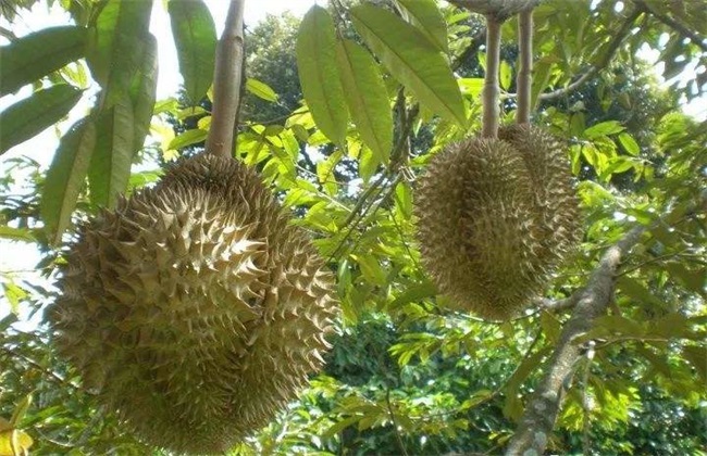 榴莲 价格 多少钱一斤