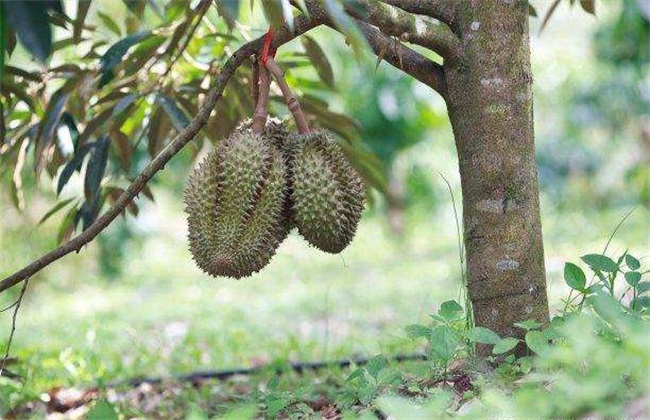 榴莲 价格 多少钱一斤