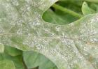 木瓜常见的病虫害防治