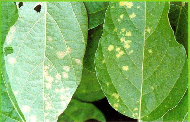 大豆白粉病 症状 防治