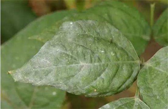 大豆白粉病 症状 防治