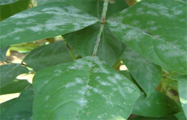 大豆白粉病 症状 防治