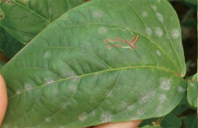 大豆白粉病 症状 防治