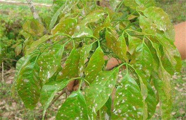 大豆白粉病 症状 防治