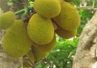 菠萝蜜价格多少钱一斤