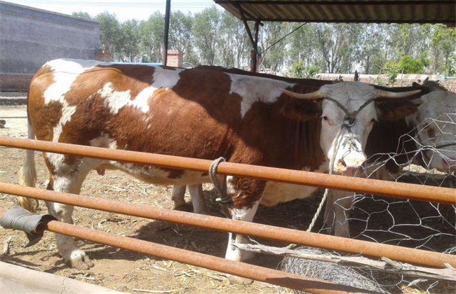 肉牛 养殖效益 如何