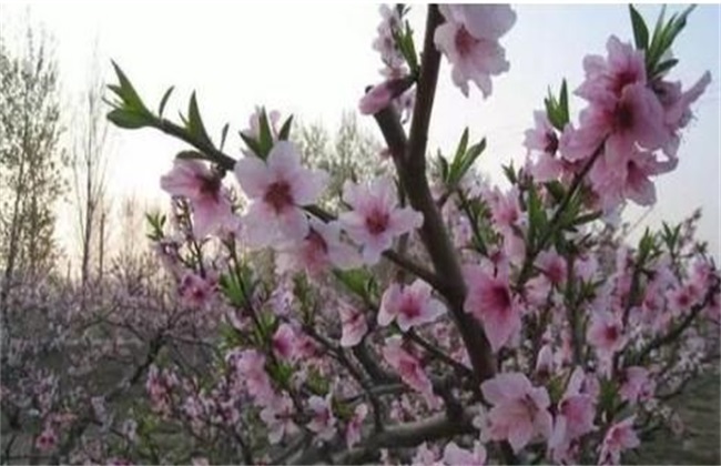 桃树 花期 可以浇水吗