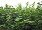 黑枣的种植技术