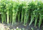 芹菜价格多少钱一斤