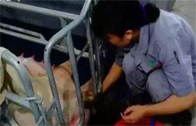 母猪产程过长怎么办
