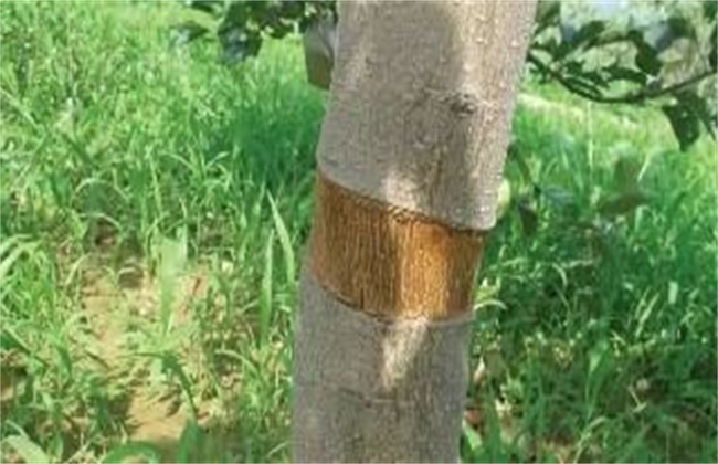 果树环剥注意事项