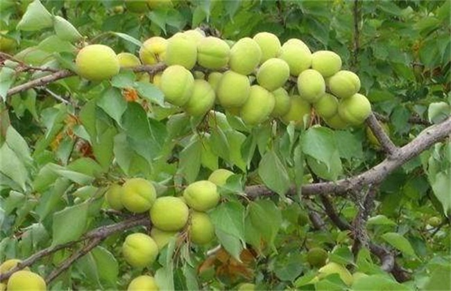 杏树落花落果原因及解决方法
