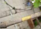 果树环剥注意事项