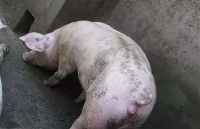 母猪配种 管理技术 注意事项
