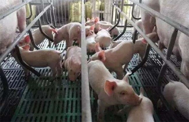母猪养殖 饲养管理 疾病预防