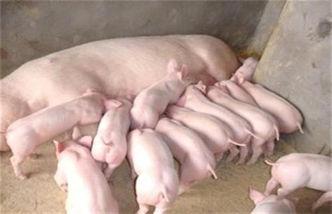 母猪养殖 饲养管理 疾病预防