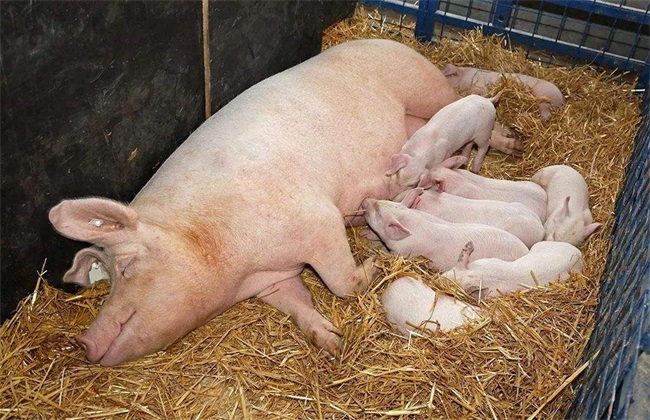 母猪养殖 饲养管理 疾病预防