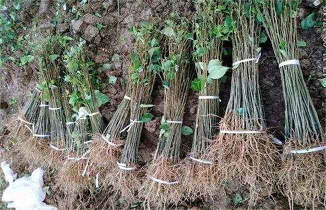 拐枣树苗多少钱一棵