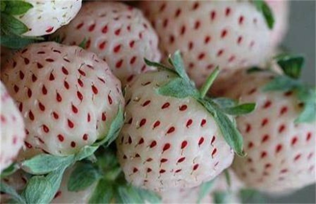 白草莓价格多少钱一斤