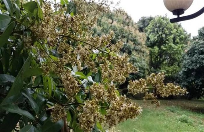 短截