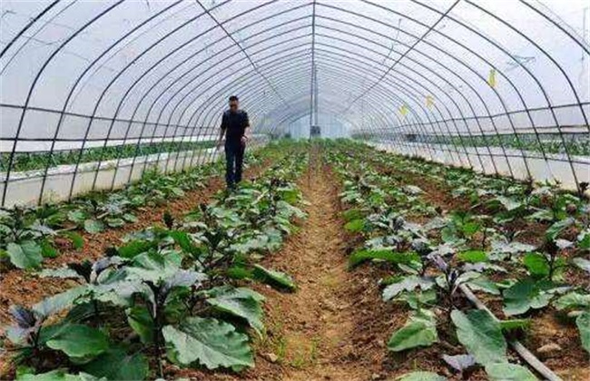 大棚蔬菜施肥