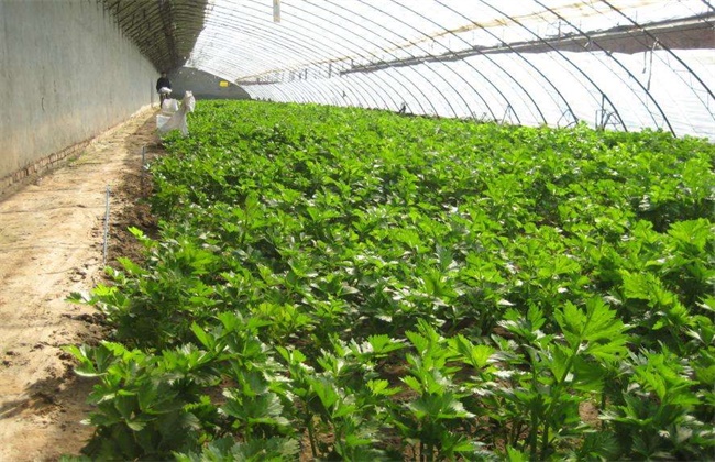 大棚蔬菜施肥