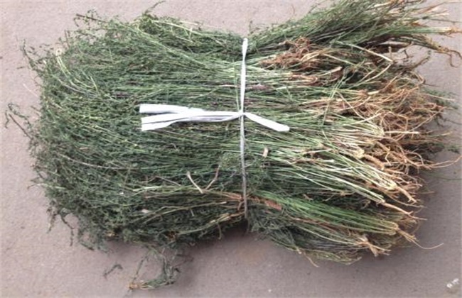 百蕊草价格多少钱一斤