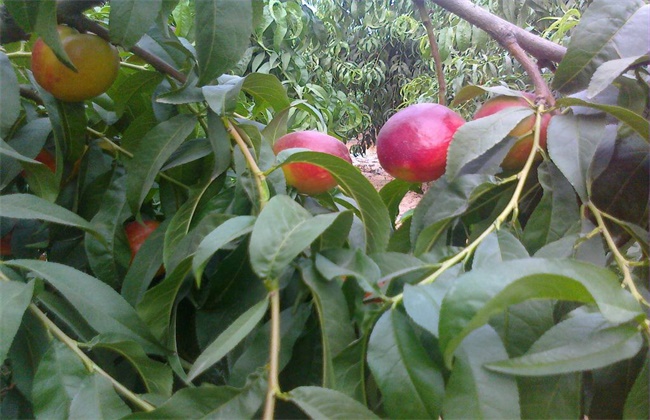 油桃夏季管理技术