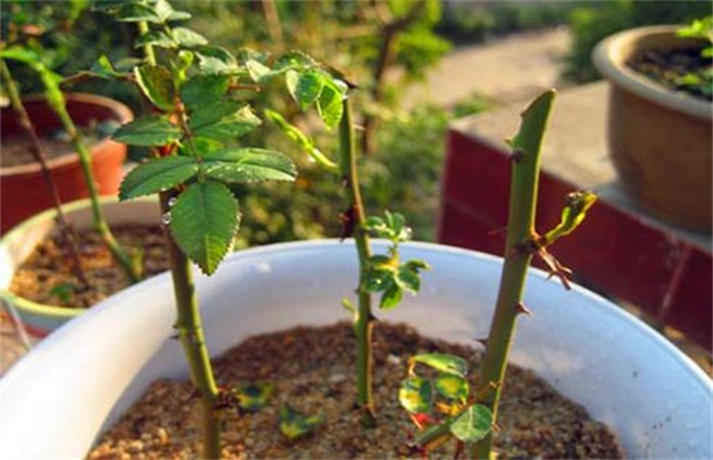 玫瑰花 扦插方法 繁殖技术