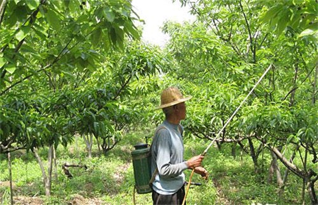 果树夏季喷药注意事项