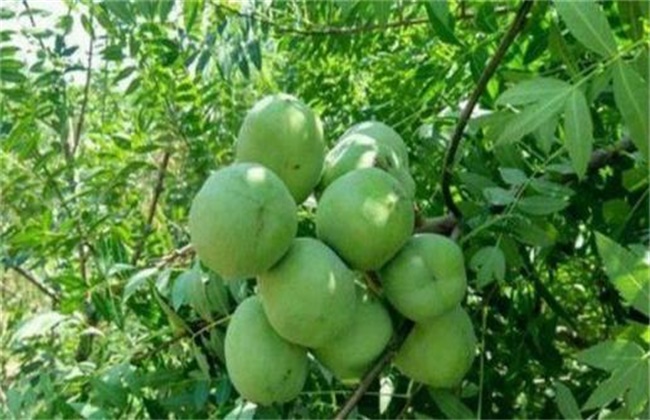文冠果价格多少钱一斤