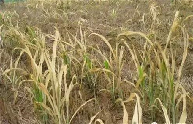 小麦药害原因及补救措施