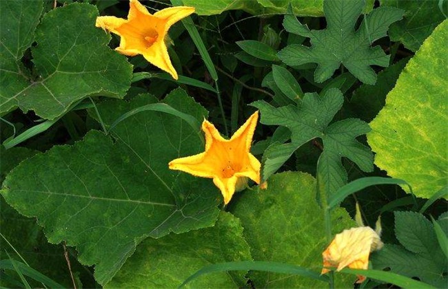 开花
