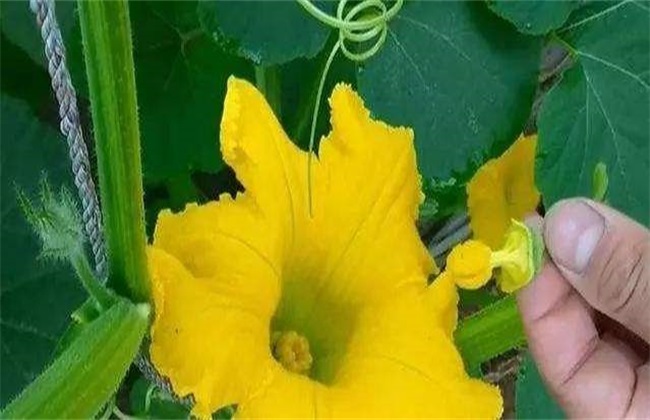 授粉