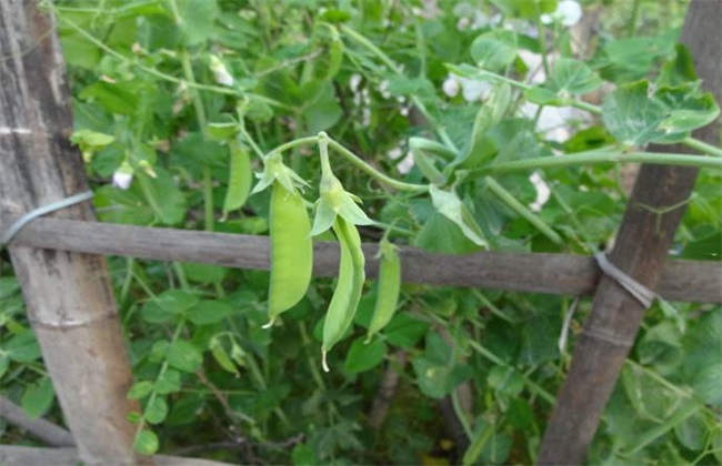 结荚