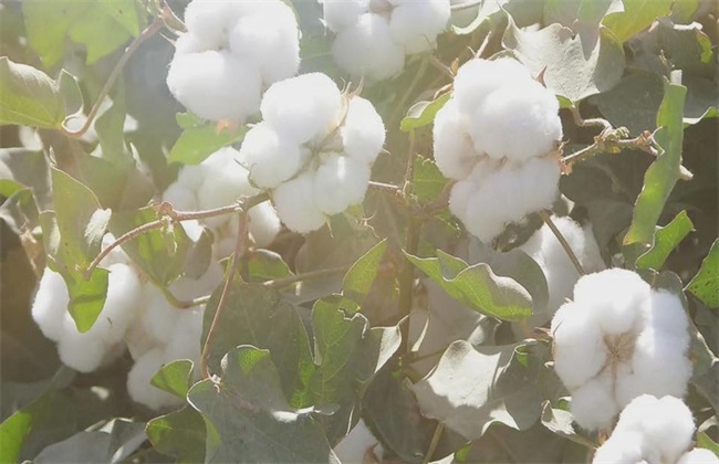 棉花 生长环境 种植条件