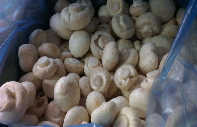 双孢菇多少钱一斤