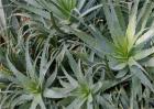 芦荟长不大原因及解决方法