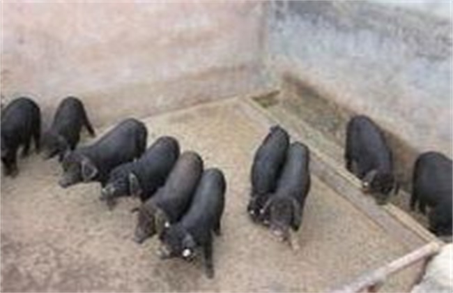 黑猪饲养管理要点