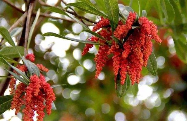 花序