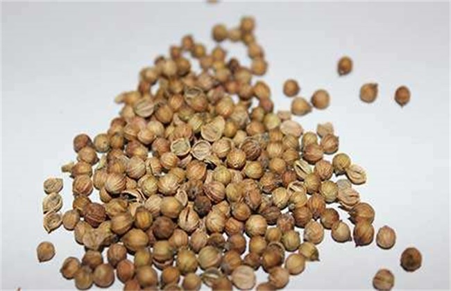 香菜种子 催芽方法 促进发芽