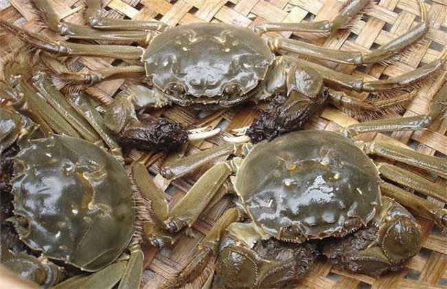 夏季 养殖河蟹 注意事项