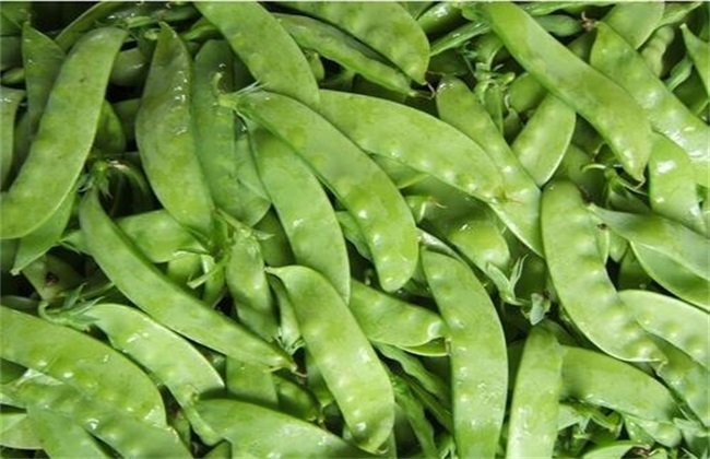 荷兰豆 栽培时间 栽培方法
