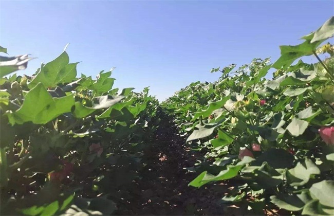 棉花 整枝方法 技术要点