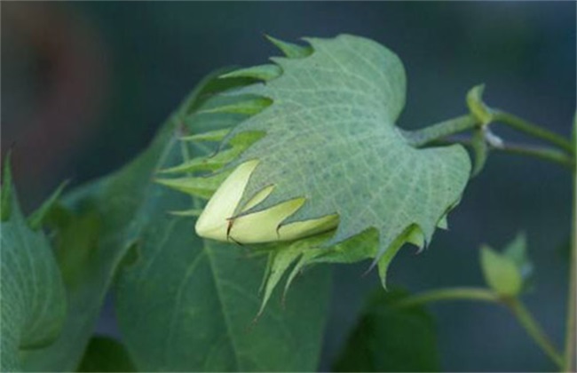 棉花 整枝方法 技术要点